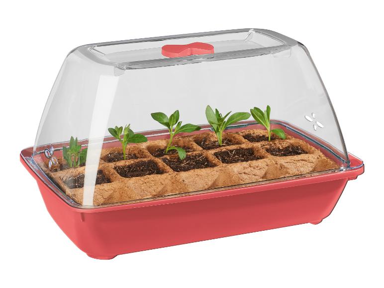 Une boîte de semis rose avec un couvercle transparent et de jeunes plantes.