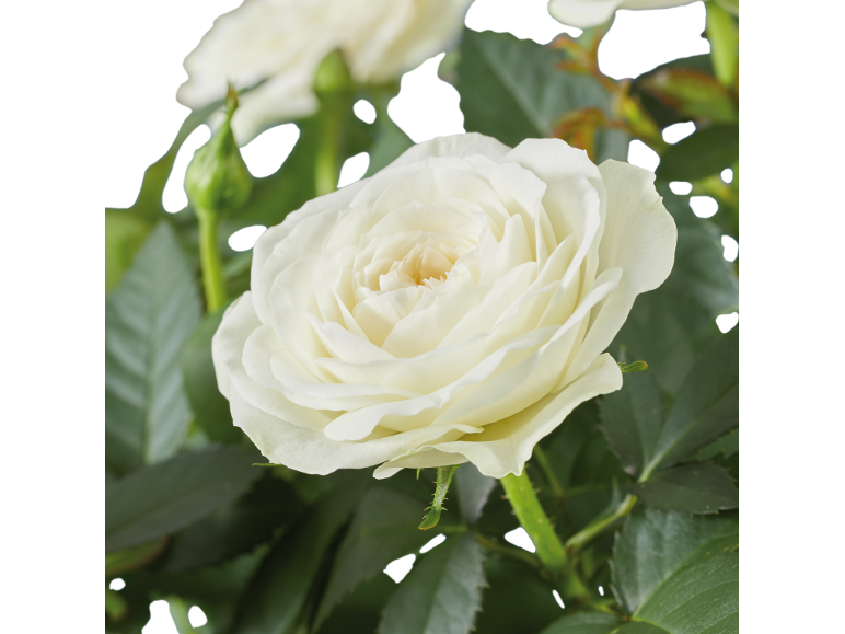 Rose blanche aux pétales doux et feuilles vertes, au premier plan.