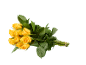 Bouquet de roses jaunes avec des feuilles vertes sur fond noir.