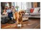 Un golden retriever traverse un salon avec un nettoyeur vapeur Silvercrest et un tuyau.