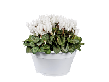 Coupe de Cyclamen