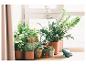 Plantes d'intérieur en pots, dont Zamioculcas, fougères et succulentes, près d'un panneau solaire.