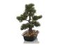 Arbre bonsaï artificiel dans un pot noir avec des galets