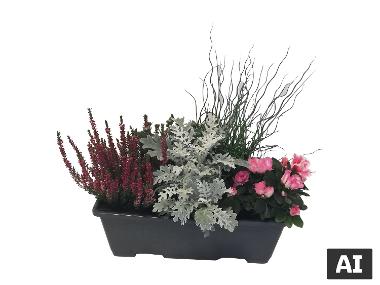 Association de saison 5 plantes