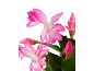 Fleurs de cactus de Noël roses et blanches éclatantes fleurissant sur fond sombre.