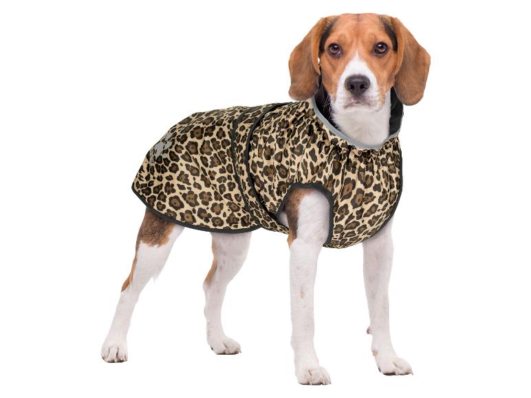 Chien beagle dans un manteau imprimé léopard