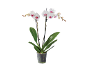 Orchidée blanche à cœur rose dans un pot transparent