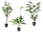 Trois plantes artificielles : un olivier, un oiseau de paradis et un palmier.