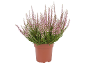 Bruyère rose en pot marron