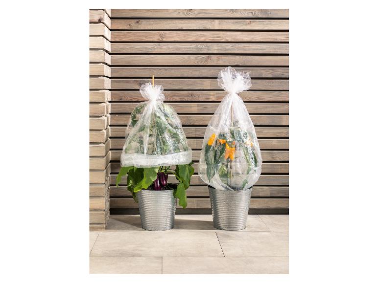 Deux plantes en pot protégées par des housses en plastique, devant un mur en bois.