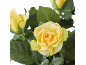 Roses jaunes avec des feuilles vertes sur fond noir.