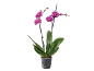 Orchidée fuchsia en pot transparent avec feuilles vertes et bourgeons.