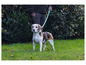 Un chien beagle avec une laisse bleue marchant dans l'herbe.