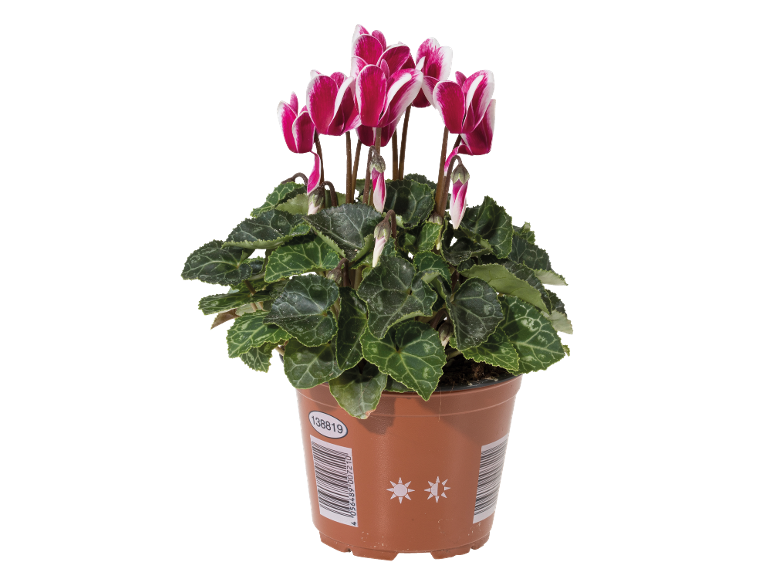 Cyclamen en pot avec des fleurs fuchsia et blanches, avec code-barres et numéro 138819.