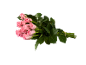 Bouquet de roses roses avec des feuilles vertes et des tiges attachées avec un élastique.