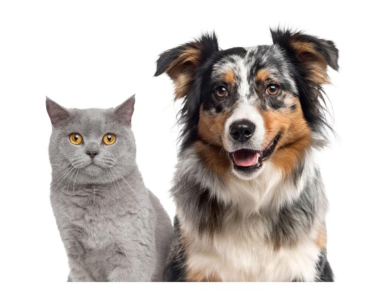 Un chat gris et un chien berger australien souriant côte à côte