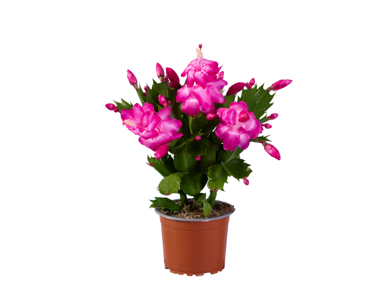 Plante de cactus de Noël en pot avec des fleurs et des bourgeons rose vif.