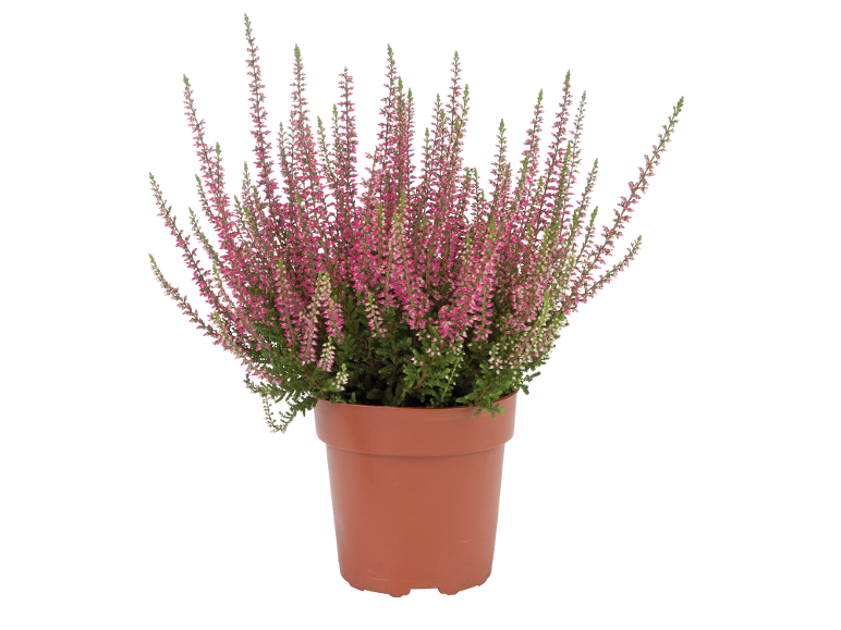 Plante de bruyère à fleurs roses dans un pot marron