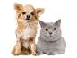Un chien chihuahua et un chat gris aux yeux jaunes regardant l'appareil photo.