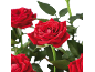 Roses rouges éclatantes avec des feuilles vertes sur fond noir.