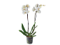 Orchidée blanche en pot transparent avec feuilles vertes et tiges foncées.