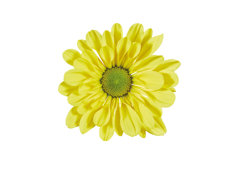 Marguerite jaune au centre vert sur fond noir.
