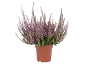 Plante de bruyère à fleurs violettes dans un pot marron.