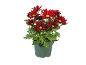 Chrysanthèmes rouges en pot vert