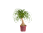 Plante verte dans un pot rouge sur fond noir.