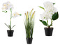Orchidées blanches, hortensias et herbe dans des pots noirs.