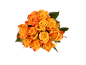 Bouquet de roses oranges avec des feuilles vertes sur fond noir.