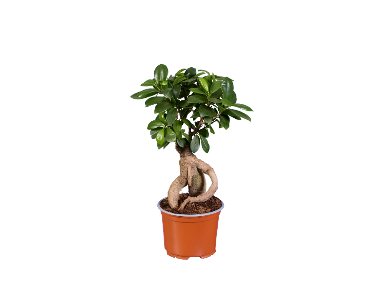 Bonsaï ficus ginseng en pot marron sur fond noir.