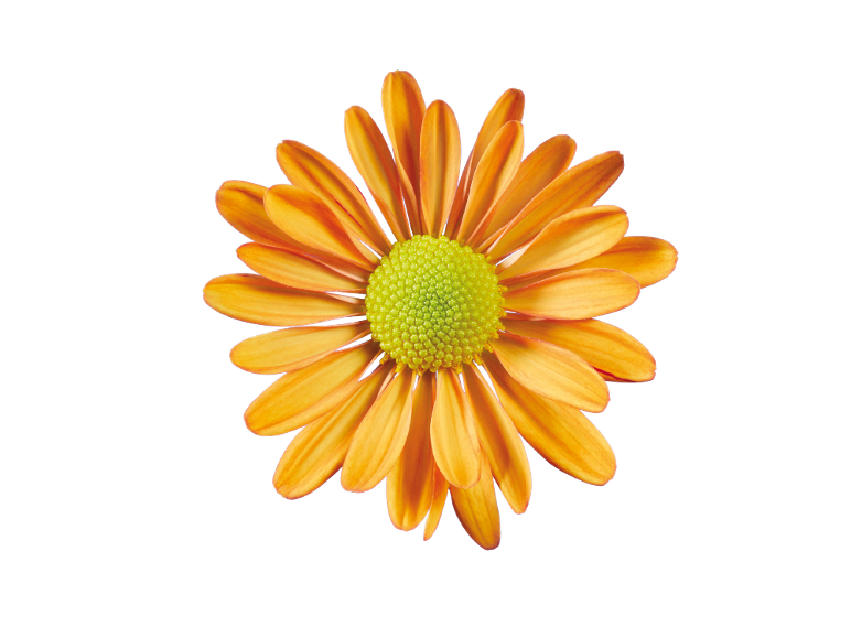 Marguerite orange au centre vert sur fond noir.
