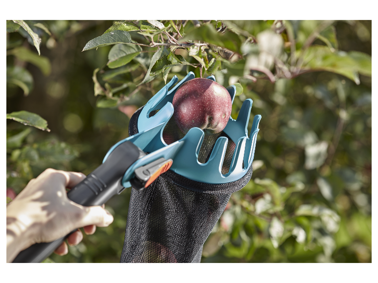 Récolte de pommes avec un cueilleur à fruits.