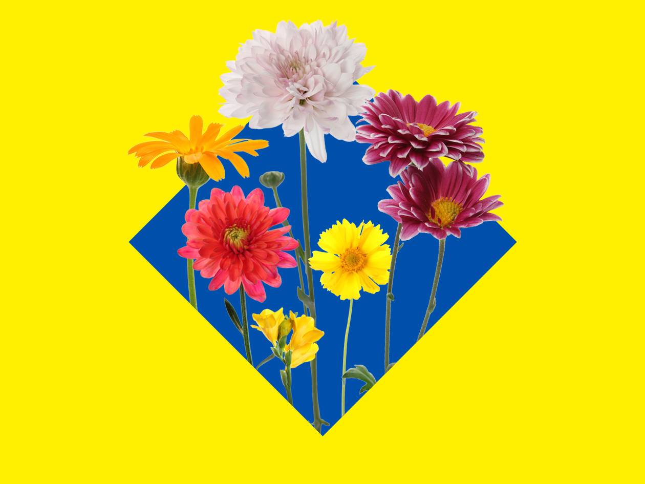 Un assortiment de fleurs colorées sur un fond bleu et jaune en forme de losange.