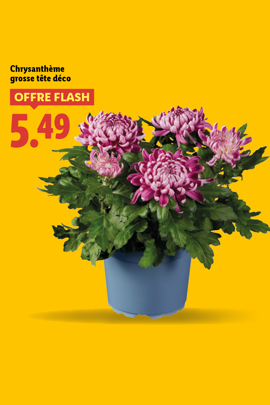 Profitez d'offres fleuries sur le rayons Plantes et fleurs dans votre supermarché Lidl