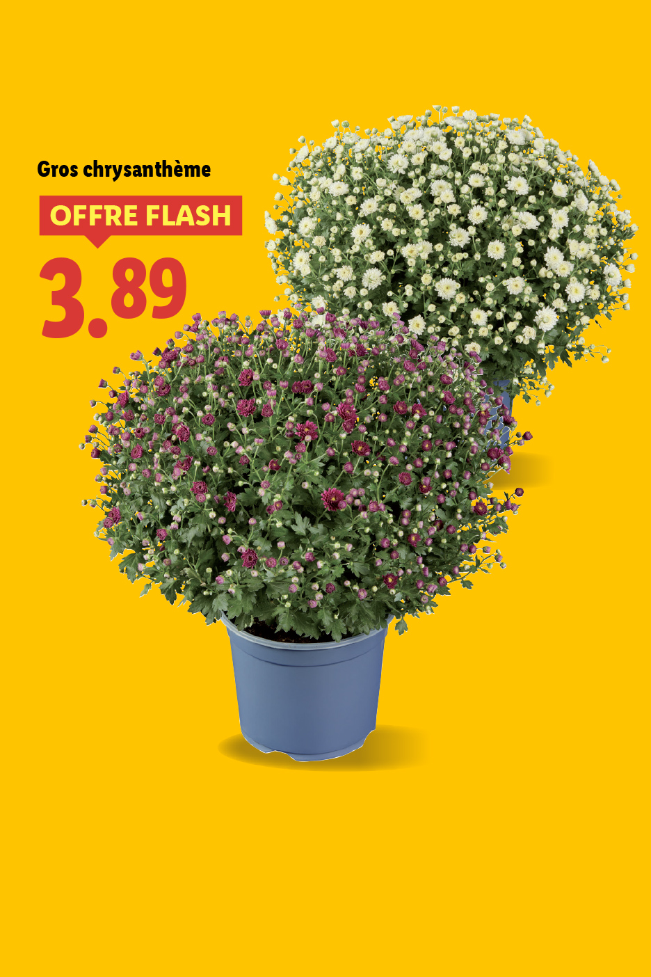 Deux gros chrysanthèmes en pot, un blanc et un violet, avec une offre flash à 3,89.
