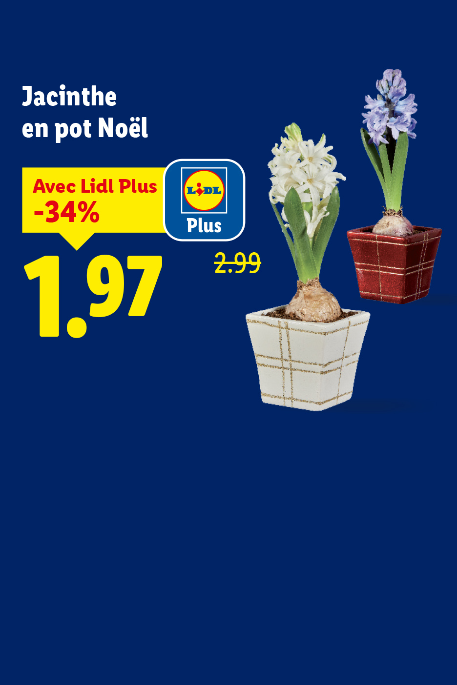 Jacinthe en pot Noël chez Lidl, avec une réduction de 34% pour les membres Lidl Plus, passant de 2,99€ à 1,97€.