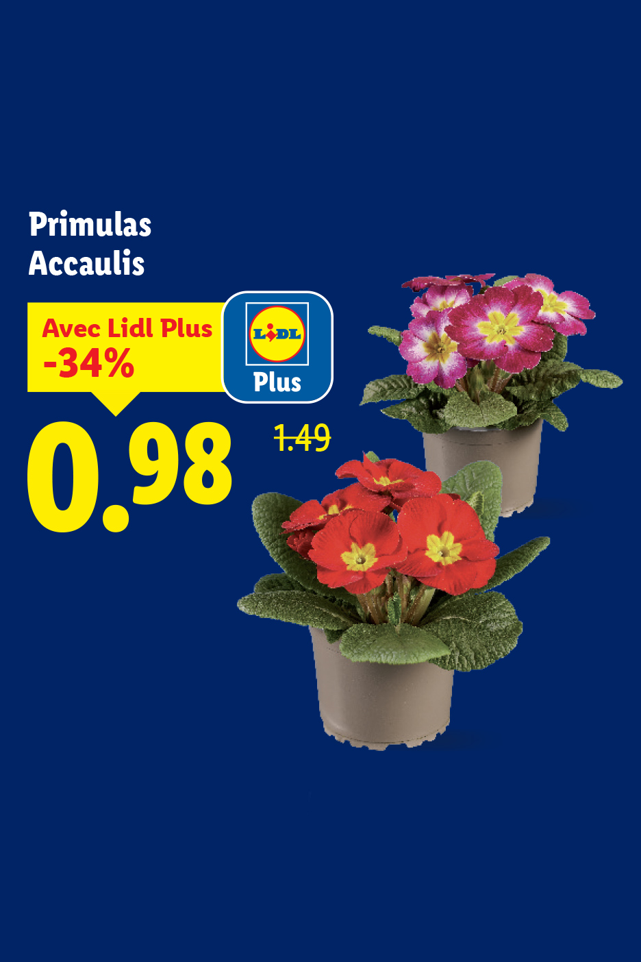 Primulas Accaulis en pot, avec une offre Lidl Plus à 0,98€ au lieu de 1,49€.