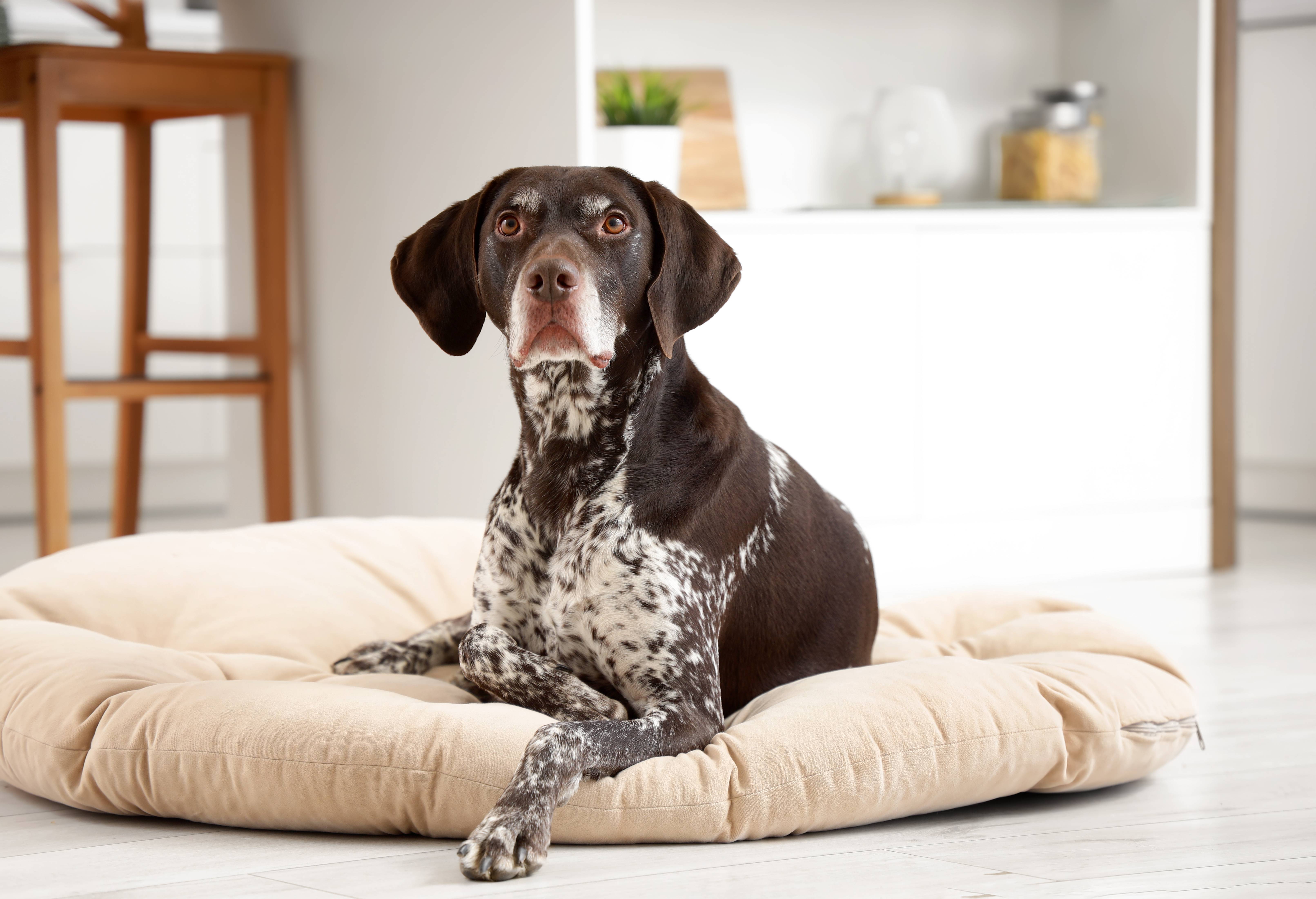 Chien marron à taches, couché sur un panier beige dans une pièce lumineuse.