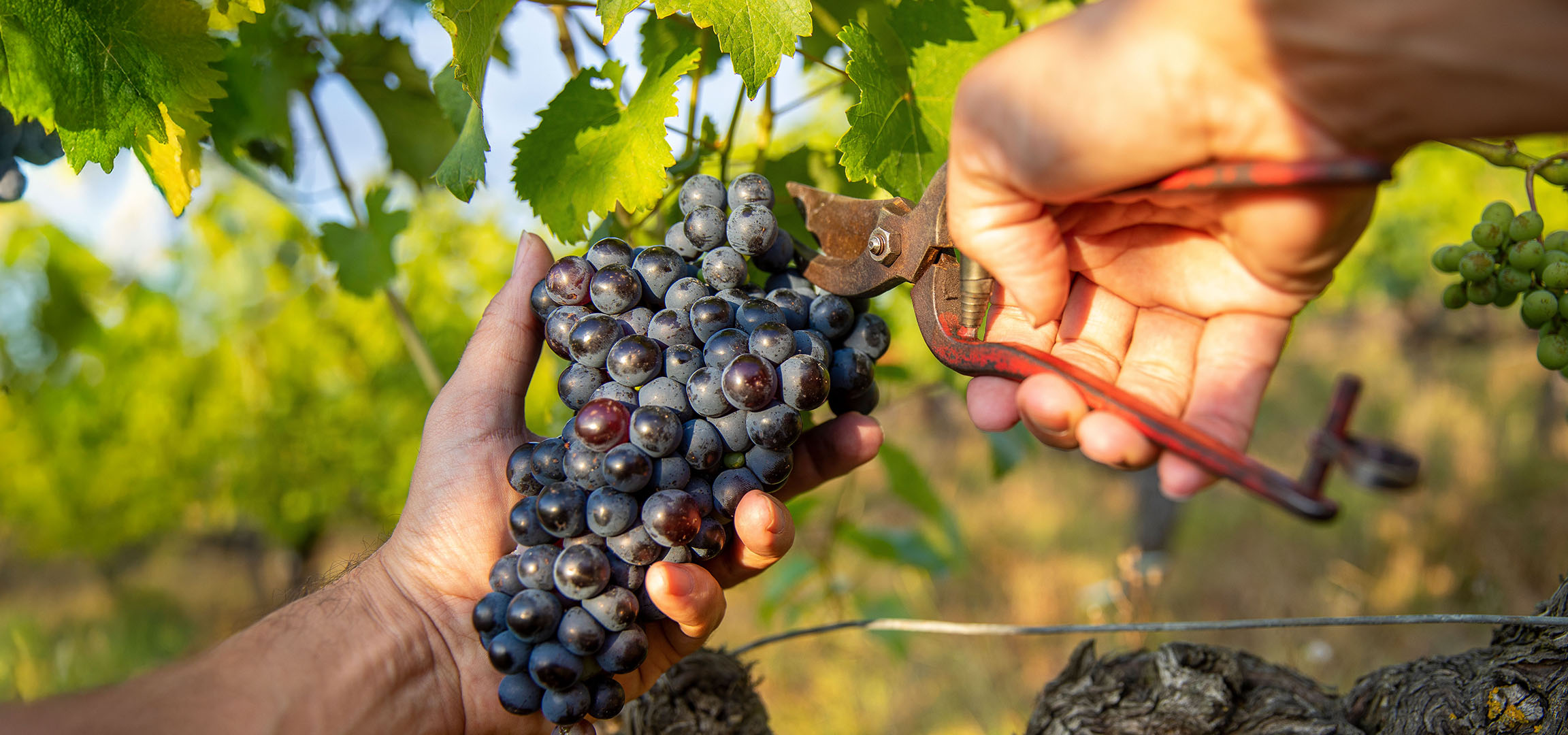 Main cueillant des grappes de raisins rouges dans un vignoble ensoleillé.