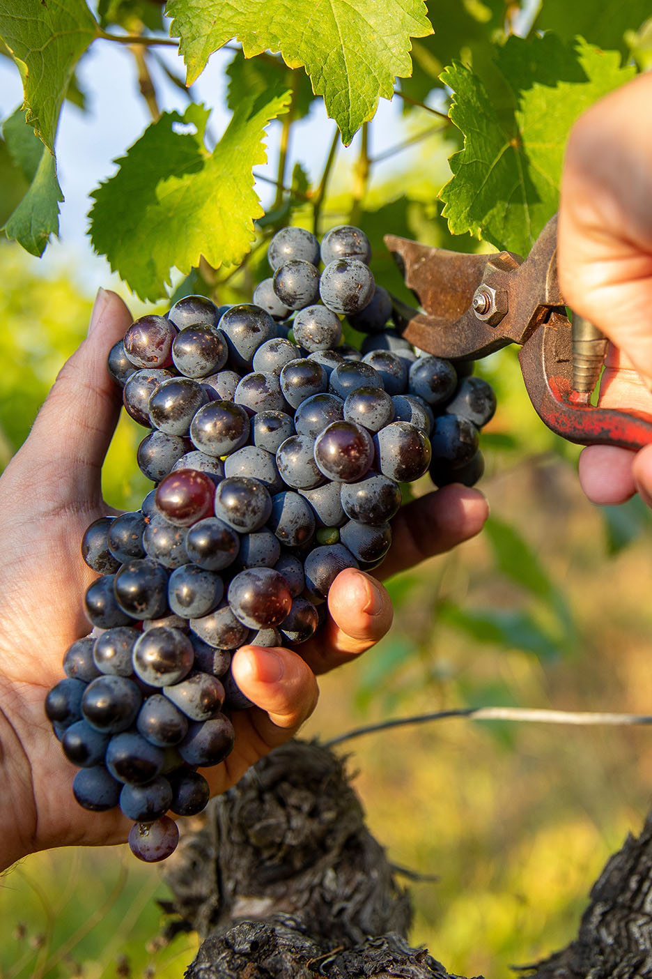Main récoltant des raisins noirs d'une vigne avec un sécateur.