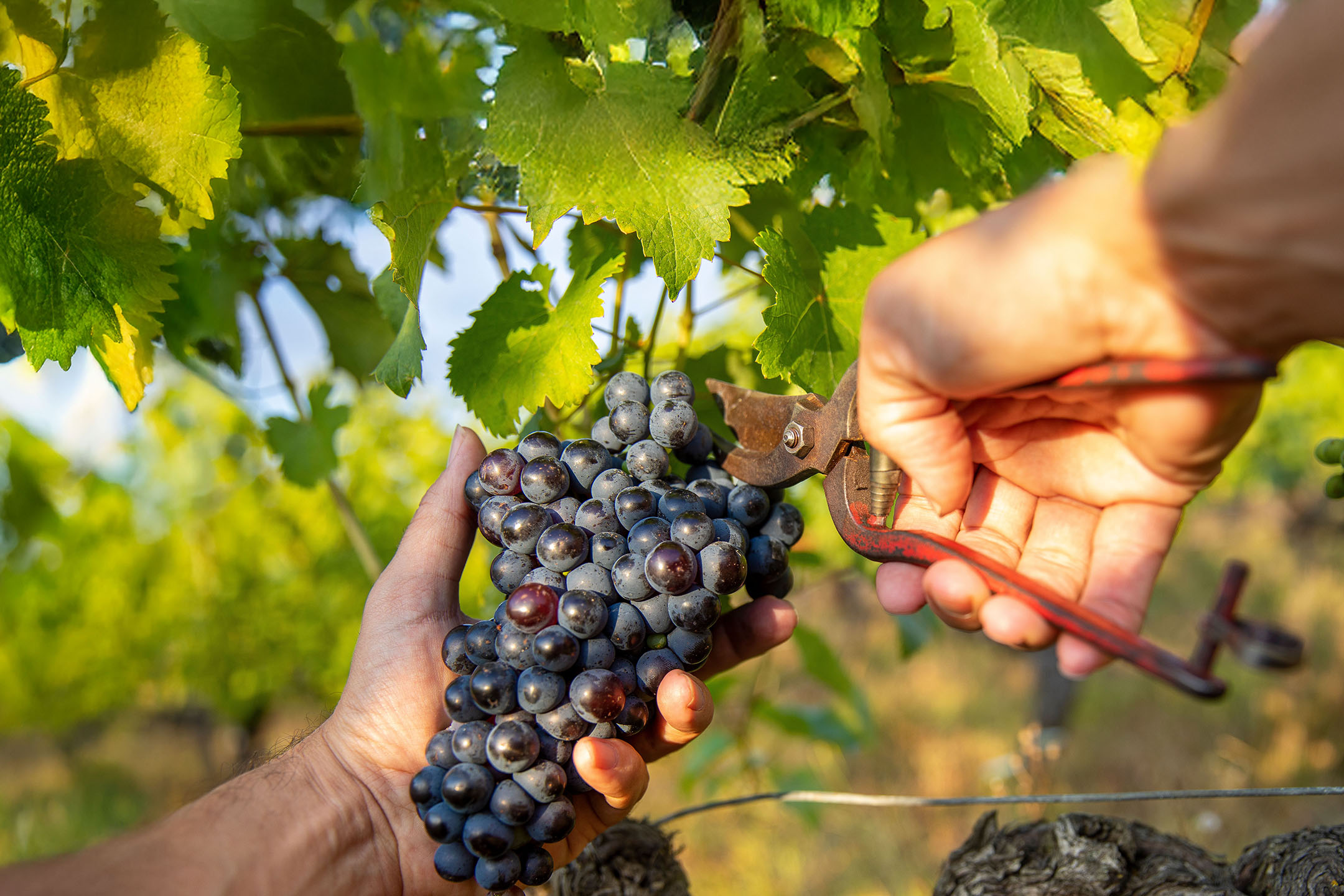 Mains récoltant des raisins noirs d'une vigne avec des sécateurs.