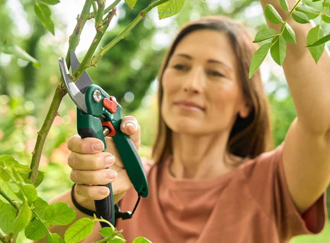 Une femme utilise des sécateurs Parkside pour tailler une rose.