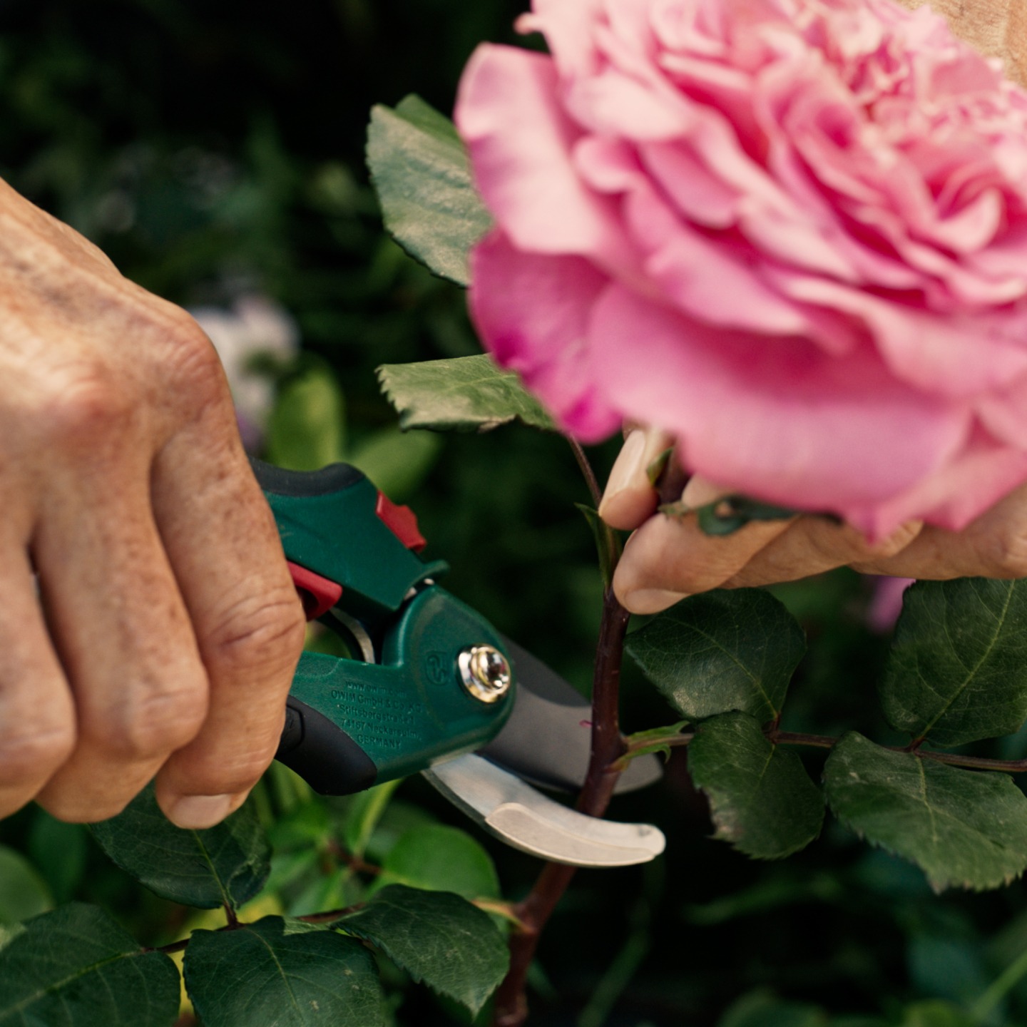 Main coupant une tige de rose rose avec un sécateur.