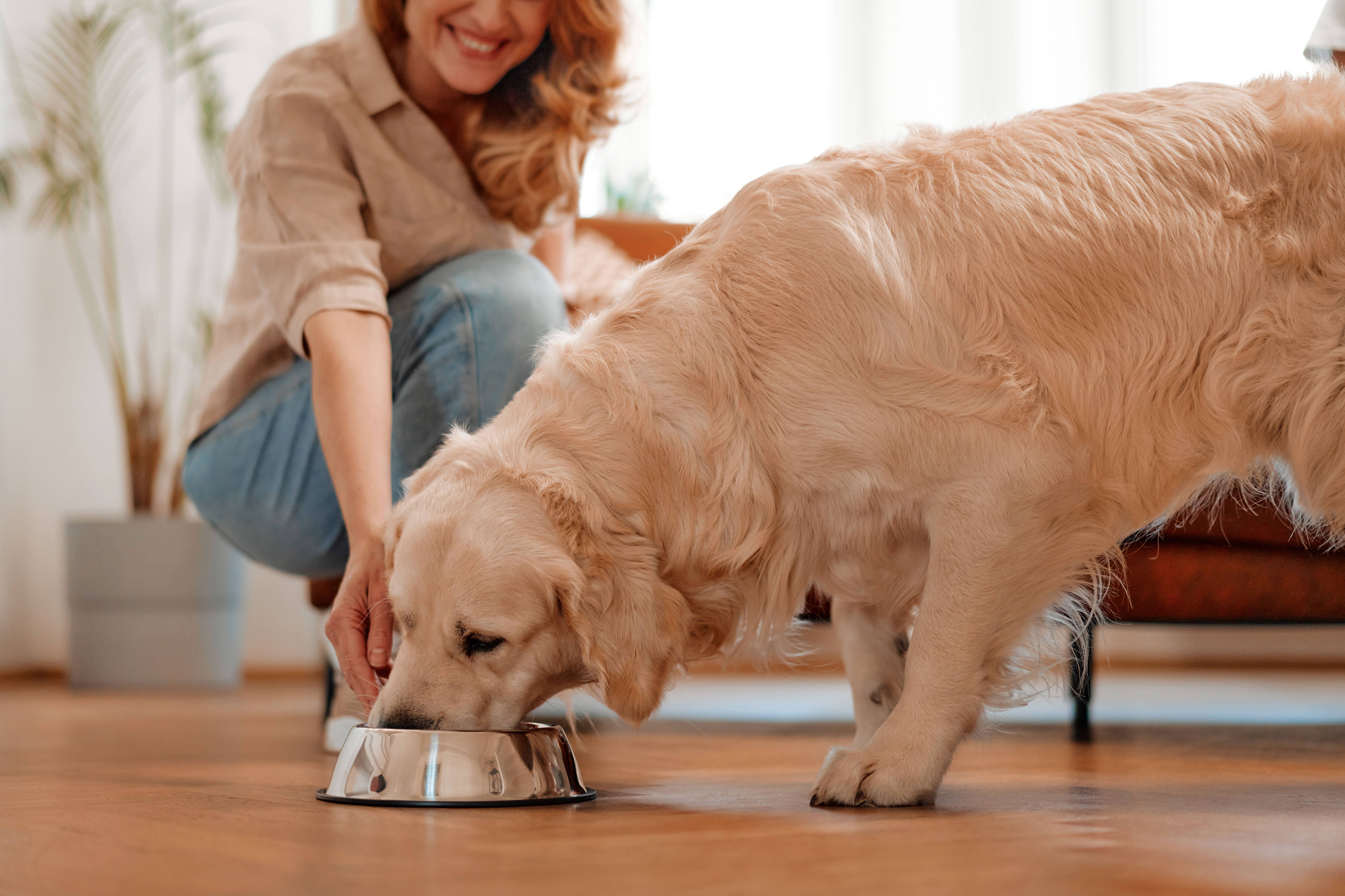 Femme nourrissant un chien dans une gamelle au sol.