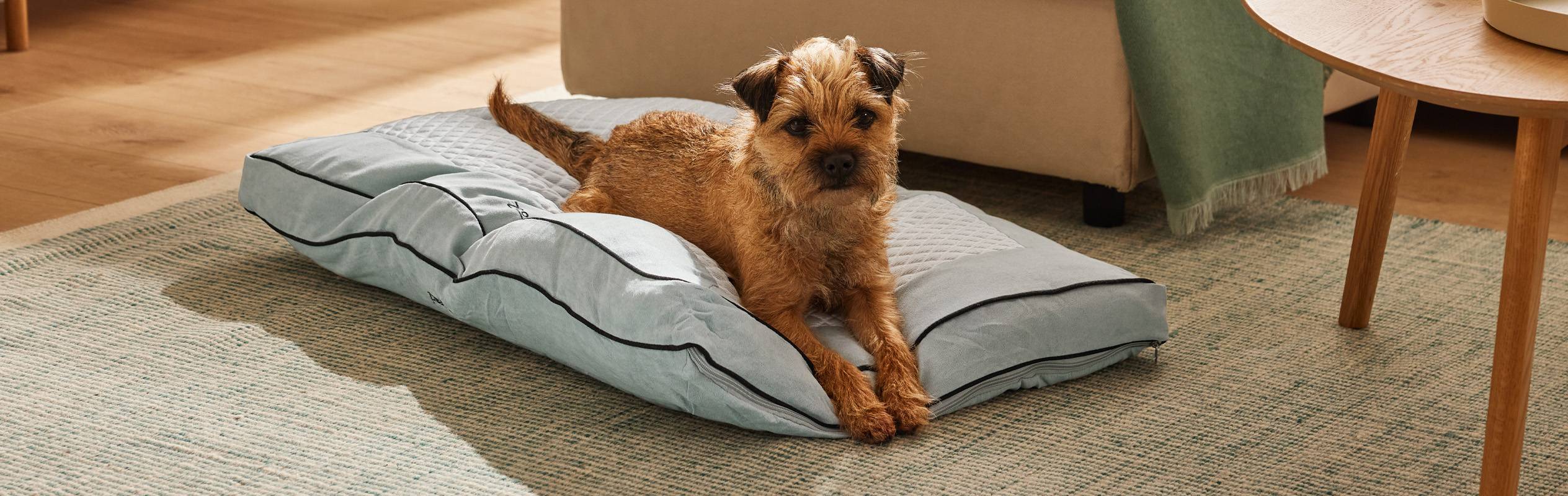 Un chien Border Terrier se repose confortablement sur un coussin pour chien bleu clair.