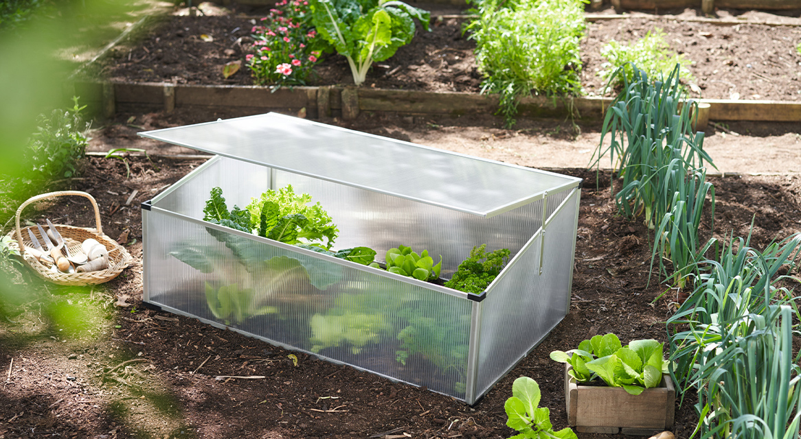 Laitues et autres légumes dans une serre de jardin.