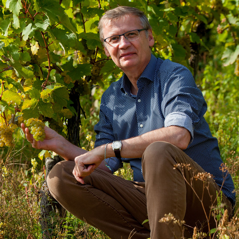 Homme dans un vignoble tenant des raisins, présentant la récolte.