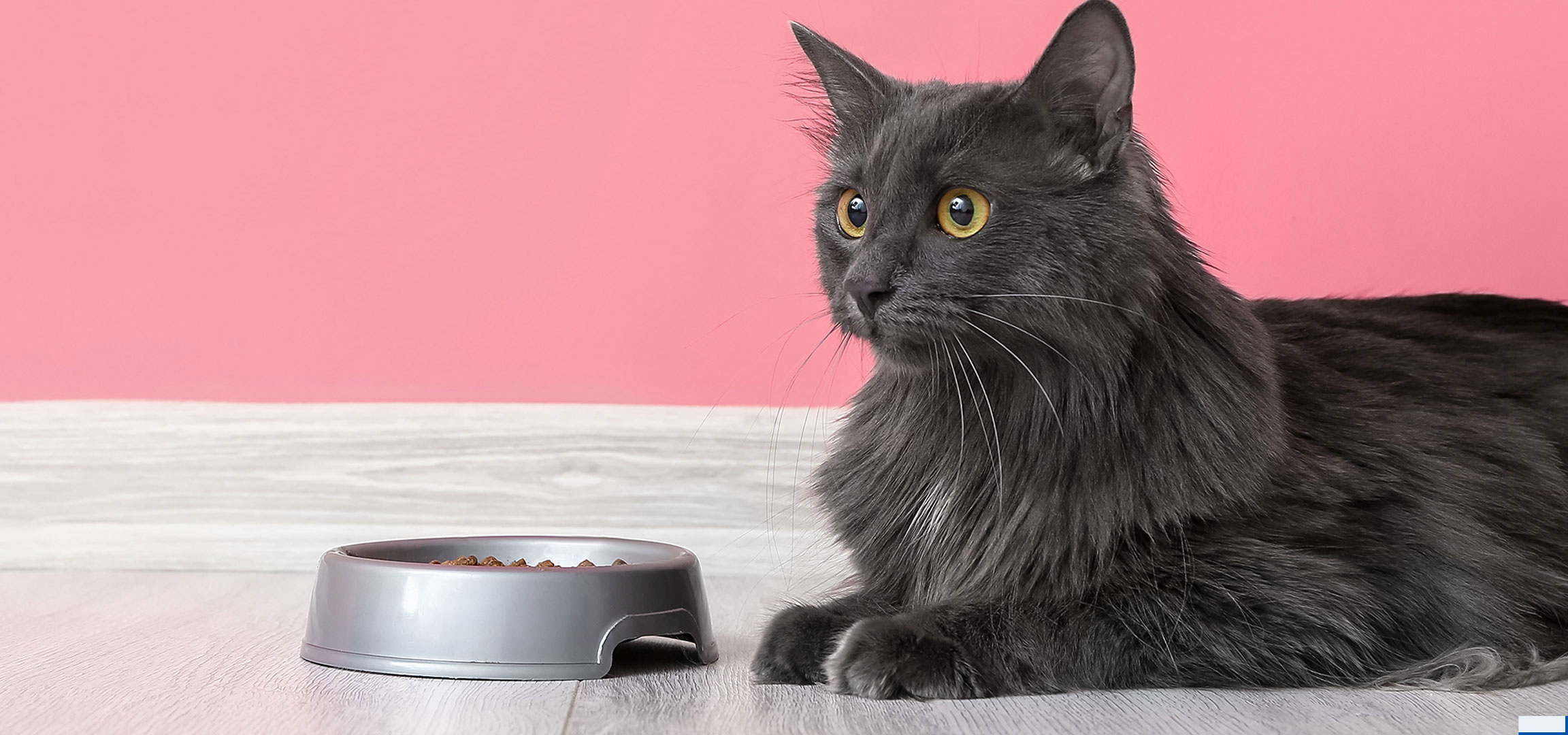 aiLabeling.aiLabelForImageAltText: Chat gris avec gamelle sur parquet et fond rose
